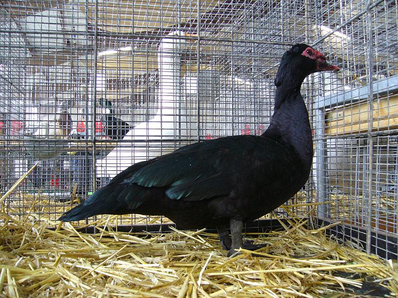 Bezirksschau Luebbecke 219.jpg - Warzenenten schwarz von Andreas  Hopmann Preis sg 94 E